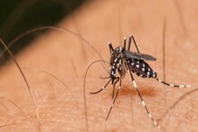 Dengue Fever: ಹೊಸ ಪ್ರಭೇದದ ಡೆಂಗ್ಯೂ ವೈರಸ್ ಪತ್ತೆ! ಇದನ್ನು ತಡೆಗಟ್ಟುವುದು ಹೇಗೆ?