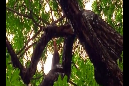 ಮರವೇರಿ ಕುಳಿತ ಹುಂಜ