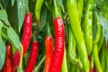 Green Chili Vs Red Chili: ಇವೆರಡರಲ್ಲಿ ದೇಹಕ್ಕೆ ಹೆಚ್ಚು ಪ್ರಯೋಜನಕಾರಿ ಯಾವುದು?