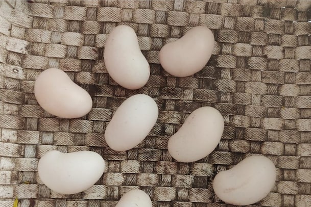 Cashew Shaped Egg: ಗೋಡಂಬಿ ಆಕಾರದ ಮೊಟ್ಟೆ ಇಟ್ಟ ಕೋಳಿ, ಫೋಟೋಸ್ ವೈರಲ್