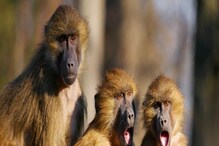Monkey Business: ಬಸ್ಸಿನಲ್ಲಿ ನಾಲ್ಕು ವಿದೇಶಿ ಮಂಗಗಳ ಕಳ್ಳಸಾಗಣೆ, ಈ ಕೋತಿಗಳ ರೇಟ್ ಕೇಳಿ ಶಾಕ್ ಆಗ್ಬೇಡಿ Monkey Business: ಬಸ್ಸಿನಲ್ಲಿ ನಾಲ್ಕು ವಿದೇಶಿ ಮಂಗಗಳ ಕಳ್ಳಸಾಗಣೆ, ಈ ಕೋತಿಗಳ ರೇಟ್ ಕೇಳಿ ಶಾಕ್ ಆಗ್ಬೇಡಿ