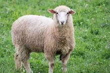 Sheep: ಮಹಿಳೆ ಪ್ರಾಣ ತೆಗೆದ ಕುರಿಗೆ 3 ವರ್ಷ ಜೈಲು ಶಿಕ್ಷೆ! ಹೊರಗೆ ಬಂದ್ಮೇಲೂ ಮೃತಳ ಮನೆಯಲ್ಲೇ ಗೃಹಬಂಧನ! Sheep: ಮಹಿಳೆ ಪ್ರಾಣ ತೆಗೆದ ಕುರಿಗೆ 3 ವರ್ಷ ಜೈಲು ಶಿಕ್ಷೆ! ಹೊರಗೆ ಬಂದ್ಮೇಲೂ ಮೃತಳ ಮನೆಯಲ್ಲೇ ಗೃಹಬಂಧನ!