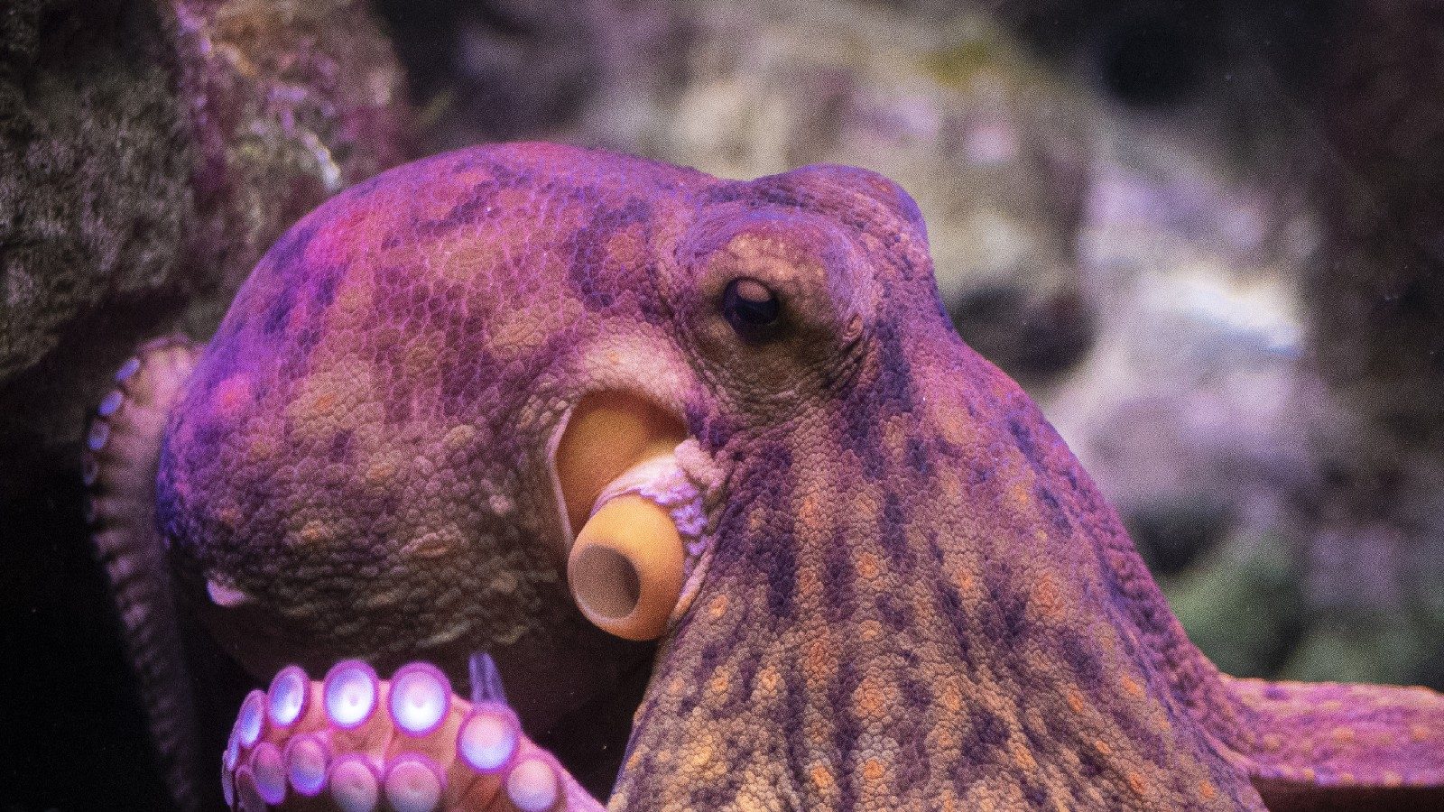 Octopuses torture and eat themselves after mating before laying eggs do
