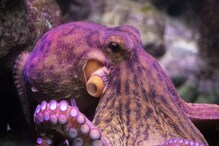 Octopus Facts: ಸಂಭೋಗದ ನಂತ್ರ ಚಿತ್ರಹಿಂಸೆ ಕೊಟ್ಟು ಅಕ್ಟೋಪಸ್​ಗಳು ತಮ್ಮನ್ನು ತಾವೇ ತಿನ್ನುವುದೇಕೆ?