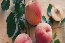 Peach Fruit Health Care: ಈ ಹಣ್ಣು ಸೇವನೆ ಹೆಚ್ಚುತ್ತಿರುವ ಕೊಬ್ಬು ಕಡಿಮೆ ಮಾಡುತ್ತೆ!