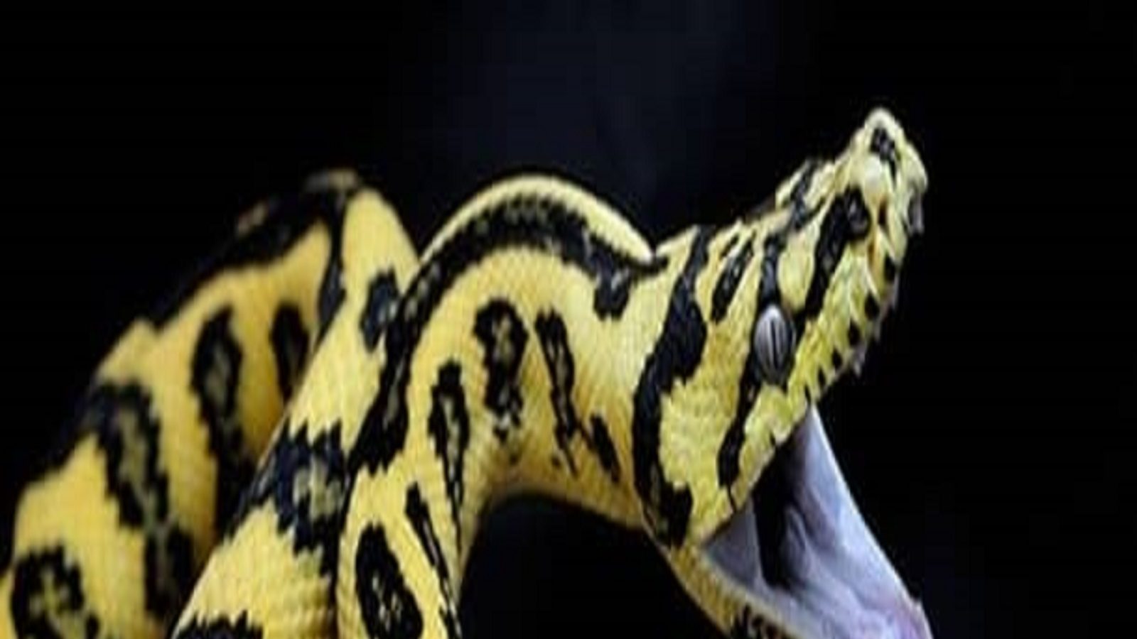 The four horror pythons in Stuart McKenzie home Carpet Python