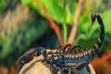 Scorpion Sting: ಸರ್ಕಾರಿ ಶಾಲೆಯಲ್ಲಿ ಚೇಳು ಕುಟುಕಿ ವಿದ್ಯಾರ್ಥಿನಿ ಸಾವು
