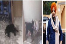 ಪಂಜಾಬಿ ಗಾಯಕ ಸಿಧು ಮೂಸೆವಾಲಾ ಸಾವಿನ ನೋವಿನಲ್ಲಿ ಸಾಕು ಸಾಯಿಗಳು, ಕರುಳು ಹಿಂಡುವ ವಿಡಿಯೋ ಪಂಜಾಬಿ ಗಾಯಕ ಸಿಧು ಮೂಸೆವಾಲಾ ಸಾವಿನ ನೋವಿನಲ್ಲಿ ಸಾಕು ಸಾಯಿಗಳು, ಕರುಳು ಹಿಂಡುವ ವಿಡಿಯೋ