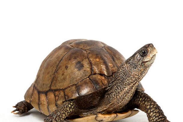 World Turtle Day: ವಿಶ್ವ ಆಮೆ ದಿನ ಏಕೆ ಆಚರಿಸಲಾಗುತ್ತದೆ? ಇದರ ಇತಿಹಾಸ, ಮಹತ್ವ ಏನೆಂದು ತಿಳಿಯಿರಿ