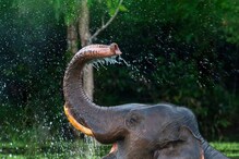 Elephant Saves Calf: ಕೊಚ್ಚಿ ಹೋಗ್ತಿದ್ದ ಮರಿಯಾನೆಯನ್ನು ರಕ್ಷಿಸಿದ ಅಮ್ಮ! ವಿಡಿಯೋ ವೈರಲ್