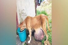 Street Dog: ಈ ಮೂಕಪ್ರಾಣಿಯ ಜೀವ ಉಳಿಸಲು ಹಳ್ಳಿಗರು ಏನೆಲ್ಲಾ ಮಾಡಿದ್ದಾರೆ ನೋಡಿ! Street Dog: ಈ ಮೂಕಪ್ರಾಣಿಯ ಜೀವ ಉಳಿಸಲು ಹಳ್ಳಿಗರು ಏನೆಲ್ಲಾ ಮಾಡಿದ್ದಾರೆ ನೋಡಿ!