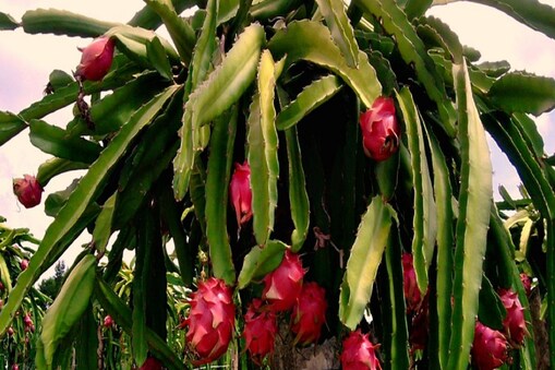 ವಿದೇಶಿ ಹಣ್ಣುಗಳ ಕೃಷಿ