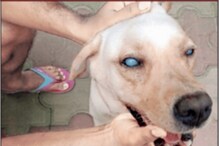 Police Dog: ಪೊಲೀಸ್ ಡಾಗ್​ಗೆ ಕಣ್ಣಿನ ಸಮಸ್ಯೆ, ಚೆನ್ನೈ ಟ್ರಿಪ್ ಅನುಮತಿಗೆ ಕಾಯುತ್ತಿದೆ ಶ್ವಾನ