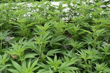 Marijuana Legalized: ಥೈಲ್ಯಾಂಡ್​ನಲ್ಲಿ ಗಾಂಜಾ ಕಾನೂನುಬದ್ಧ! ಈ ಹಿಂದೆ ಅರೆಸ್ಟ್ ಆದ 4 ಸಾವಿರ ಜನ ರಿಲೀಸ್