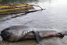 Philippine Big Fish: ಫಿಲಿಪ್ಪೈನ್ಸ್​ನಲ್ಲಿ ತೀರಕ್ಕೆ ಬಂದು ಬಿದ್ದ ಶಾರ್ಕ್​, ಗಾತ್ರ ನೋಡಿ ಜನ ಶಾಕ್! ಫೊಟೋ ವೈರಲ್