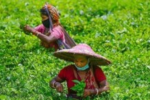 Indian Tea Return: ಅತಿಯಾದ ಕೀಟನಾಶಕ ಬಳಕೆ; ಹಲವು ದೇಶಗಳಿಂದ ಭಾರತದ ಚಹಾ ವಾಪಸ್
