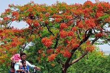 ಗುಲ್ ಮೊಹರ್ ಸೊಬಗು ಸವಿಯಲು ಎರಡು ಕಣ್ಣು ಸಾಲದು! ವಿಜಯಪುರದ ಸೌಂದರ್ಯವನ್ನು ನೀವೂ ಆನಂದಿಸಿ! ಗುಲ್ ಮೊಹರ್ ಸೊಬಗು ಸವಿಯಲು ಎರಡು ಕಣ್ಣು ಸಾಲದು! ವಿಜಯಪುರದ ಸೌಂದರ್ಯವನ್ನು ನೀವೂ ಆನಂದಿಸಿ!