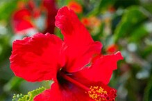 Hibiscus Flower: ಪೂಜೆ, ಸೌಂದರ್ಯಕ್ಕೆ ಮಾತ್ರವಲ್ಲ, ದೋಷ ನಿವಾರಣೆಗೂ ಮುಖ್ಯ ದಾಸವಾಳ Hibiscus Flower: ಪೂಜೆ, ಸೌಂದರ್ಯಕ್ಕೆ ಮಾತ್ರವಲ್ಲ, ದೋಷ ನಿವಾರಣೆಗೂ ಮುಖ್ಯ ದಾಸವಾಳ
