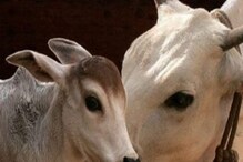 ಕುರಿ, ಮೇಕೆ, ಹಸು, ಎಮ್ಮೆ ಸಾಕಲು ಸರ್ಕಾರವೇ ನೀಡುತ್ತೆ ಹಣ!