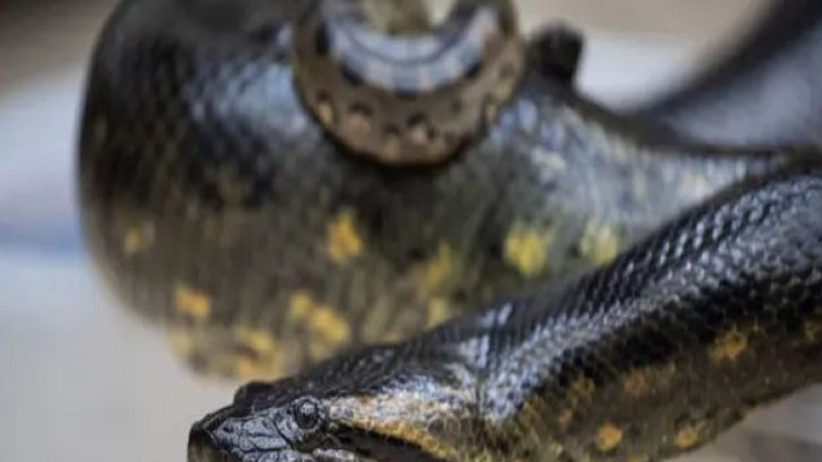 A fishing guide who went to take a video and was bitten by an anaconda