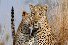 Leopard: 70 ವರ್ಷಗಳ ಬಳಿಕ ಚಿರತೆಗಳಿಗೆ ನೆಲೆಯಾಗಲಿದೆ ಭಾರತ