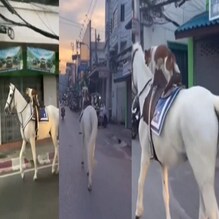 Viral Video: ಕುದುರೆ ಮೇಲೆ ನಾಯಿ ಸವಾರಿ! ಹೇಗಿದೆ ನೋಡಿ ಪ್ರಾಣಿಗಳ ಫ್ರೆಂಡ್‌ಶಿಪ್