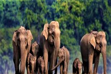 Elephant: ಕಾಡಾನೆಗಳಿಗೆ ಆಟ, ರೈತರಿಗೆ ಪ್ರಾಣ ಸಂಕಟ! ಆನೇಕಲ್ ಭಾಗದಲ್ಲಿ ಗಜಪಡೆಯಿಂದ ಆತಂಕ Elephant: ಕಾಡಾನೆಗಳಿಗೆ ಆಟ, ರೈತರಿಗೆ ಪ್ರಾಣ ಸಂಕಟ! ಆನೇಕಲ್ ಭಾಗದಲ್ಲಿ ಗಜಪಡೆಯಿಂದ ಆತಂಕ