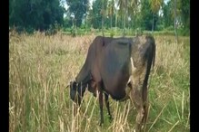 Cow: ಚಿರತೆ ದಾಳಿಗೆ ಕರು ಬಲಿ, ಕರುಳಬಳ್ಳಿ ಶವ ಪತ್ತೆ ಹಚ್ಚಿದ ಹಸು! ಮಂಡ್ಯದಲ್ಲೊಂದು ಮನ ಕಲಕುವ ಘಟನೆ