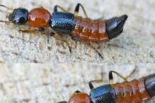Nairobi Fly Infection: ಹಲವು ರಾಜ್ಯಗಳಲ್ಲಿ ಹೆಚ್ಚುತ್ತಿದೆ ನೈರೋಬಿ ಫ್ಲೈ ಕಾಯಿಲೆ! Nairobi Fly Infection: ಹಲವು ರಾಜ್ಯಗಳಲ್ಲಿ ಹೆಚ್ಚುತ್ತಿದೆ ನೈರೋಬಿ ಫ್ಲೈ ಕಾಯಿಲೆ!