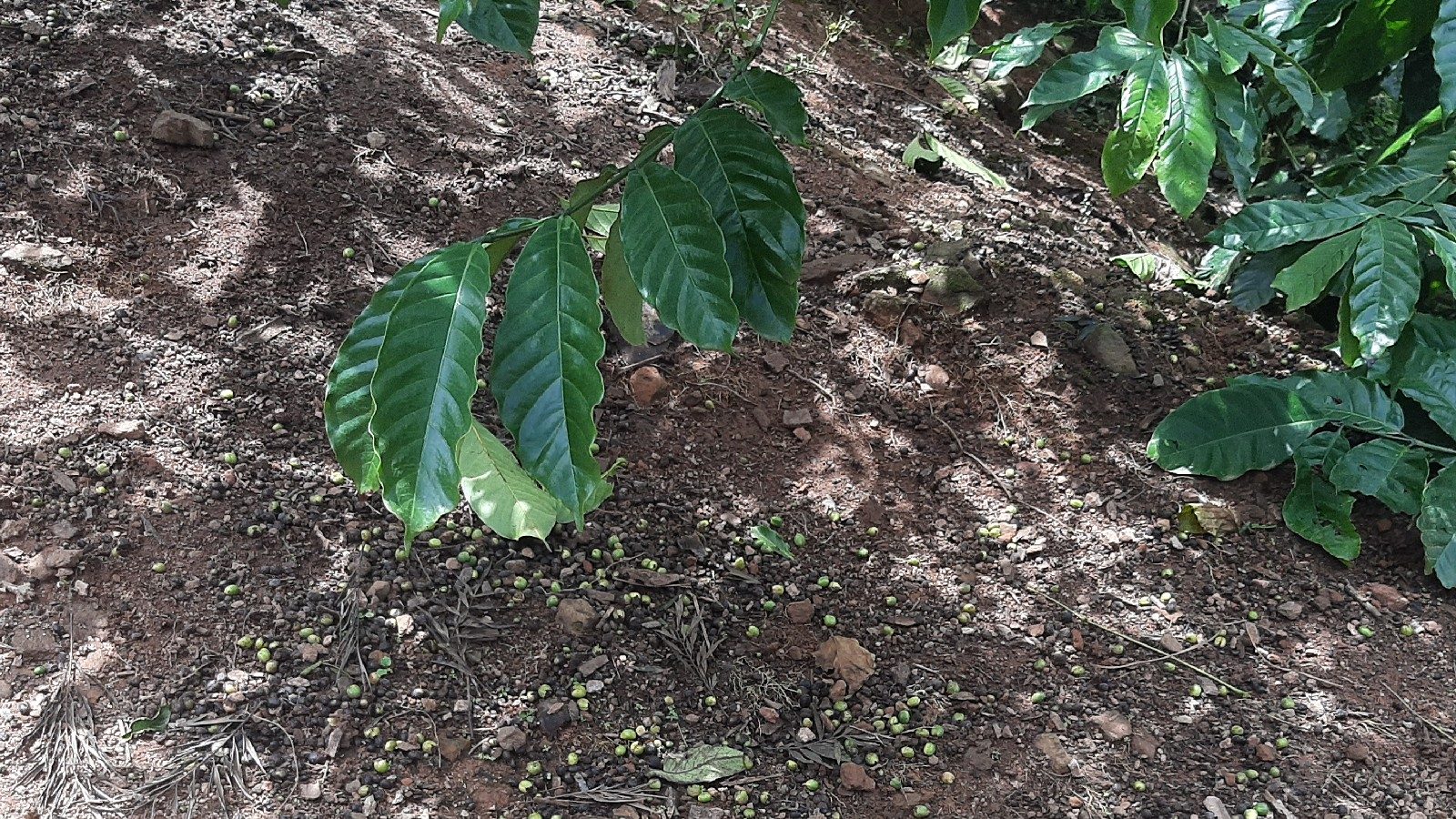 Black Pepper and coffee plants effected due to Heavy rain in Madikeri