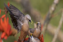 WonderFul Nature: ಪ್ರಕೃತಿಯಲ್ಲಿ ಪ್ರಾಣಿ-ಪಕ್ಷಿಗಳ ಕಲರವ ನೋಡೋದೇ ಚೆಂದ, ನೀವೂ ನೋಡಿ ಖುಷಿಪಡಿ WonderFul Nature: ಪ್ರಕೃತಿಯಲ್ಲಿ ಪ್ರಾಣಿ-ಪಕ್ಷಿಗಳ ಕಲರವ ನೋಡೋದೇ ಚೆಂದ, ನೀವೂ ನೋಡಿ ಖುಷಿಪಡಿ