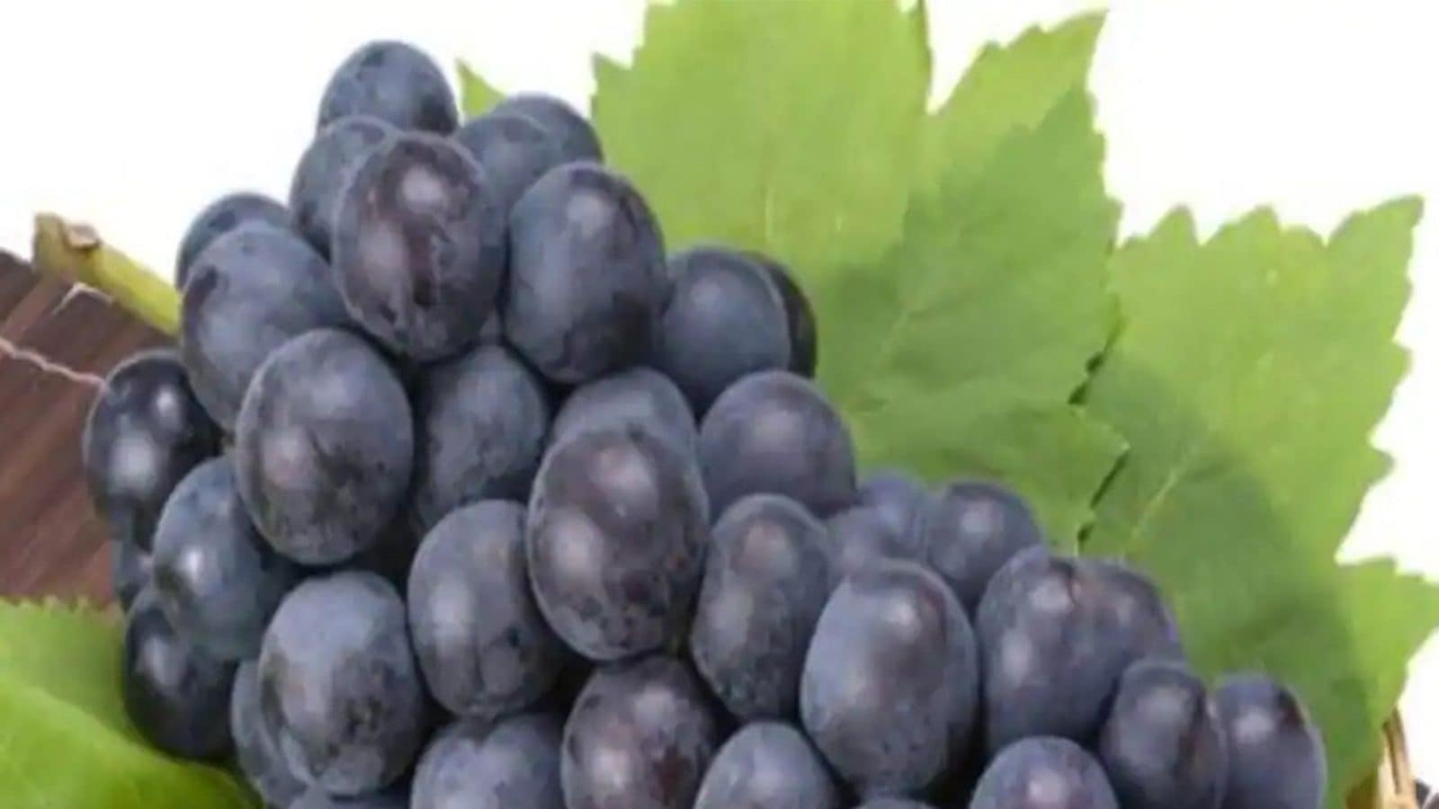 Black grapes are comparatively richer in antioxidants They contain