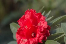 Burans Flower And Beauty: ಚರ್ಮದ ಸಮಸ್ಯೆಗೆ ಹೂವಿನಲ್ಲಿದೆ ಮದ್ದು! ಮುಖದ ಹೊಳಪು ಹೆಚ್ಚಿಸೋ ಬುರಾನ್ಶ್! Burans Flower And Beauty: ಚರ್ಮದ ಸಮಸ್ಯೆಗೆ ಹೂವಿನಲ್ಲಿದೆ ಮದ್ದು! ಮುಖದ ಹೊಳಪು ಹೆಚ್ಚಿಸೋ ಬುರಾನ್ಶ್!