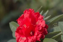Burans Flower And Beauty: ಚರ್ಮದ ಸಮಸ್ಯೆಗೆ ಹೂವಿನಲ್ಲಿದೆ ಮದ್ದು! ಮುಖದ ಹೊಳಪು ಹೆಚ್ಚಿಸೋ ಬುರಾನ್ಶ್!