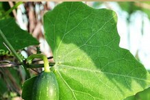 Ivy Gourd Leaves Benefits: ತೊಂಡೆಕಾಯಿ ಮಾತ್ರವಲ್ಲ ಇದರ ಎಲೆ ಕೂಡ ಪೌಷ್ಟಿಕಾಂಶಗಳ ಆಗರ