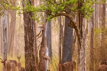 National Park: ಬೆಂಗಳೂರಿಗೆ ಹತ್ತಿರವಿರುವ ನ್ಯಾಷನಲ್ ಪಾರ್ಕ್‍ಗಳಿವು, ನೀವೊಮ್ಮೆ ವಿಸಿಟ್​ ಮಾಡಿ