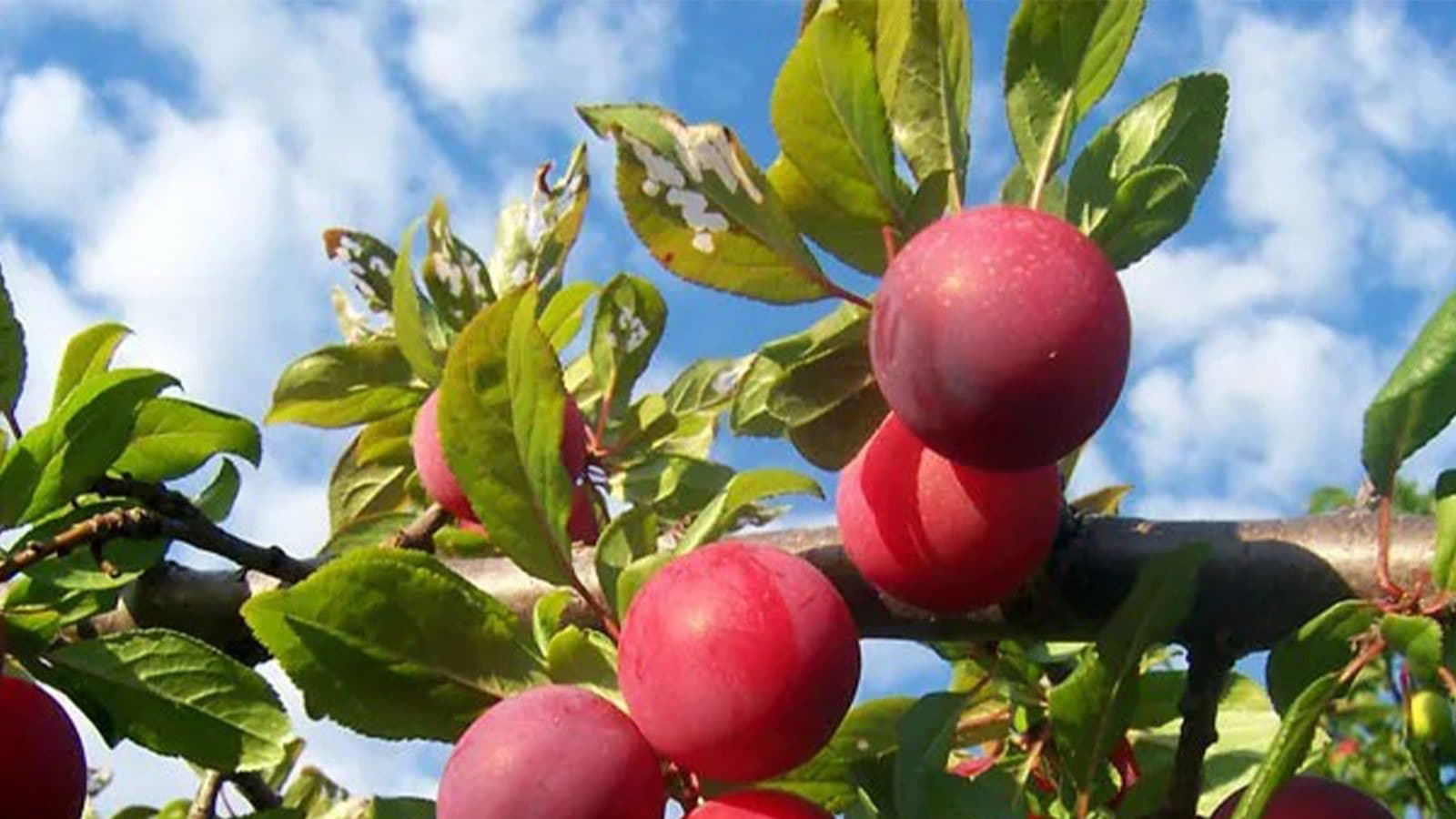 These are the unbelievable best Benefits of plum fruit Plum Fruit