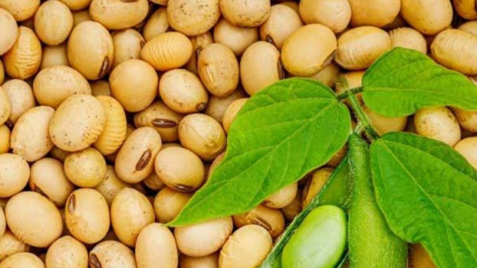 Edamame beans are rich in isoflavones which can fight estrogen