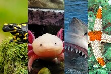 Animal World: ಪ್ರಾಣಿ ಪ್ರಪಂಚದ ಆಸಕ್ತಿಕರ ಸಂಗತಿಗಳು, ಇವುಗಳ ಬಗ್ಗೆ ತಿಳಿದುಕೊಳ್ಳಿ Animal World: ಪ್ರಾಣಿ ಪ್ರಪಂಚದ ಆಸಕ್ತಿಕರ ಸಂಗತಿಗಳು, ಇವುಗಳ ಬಗ್ಗೆ ತಿಳಿದುಕೊಳ್ಳಿ