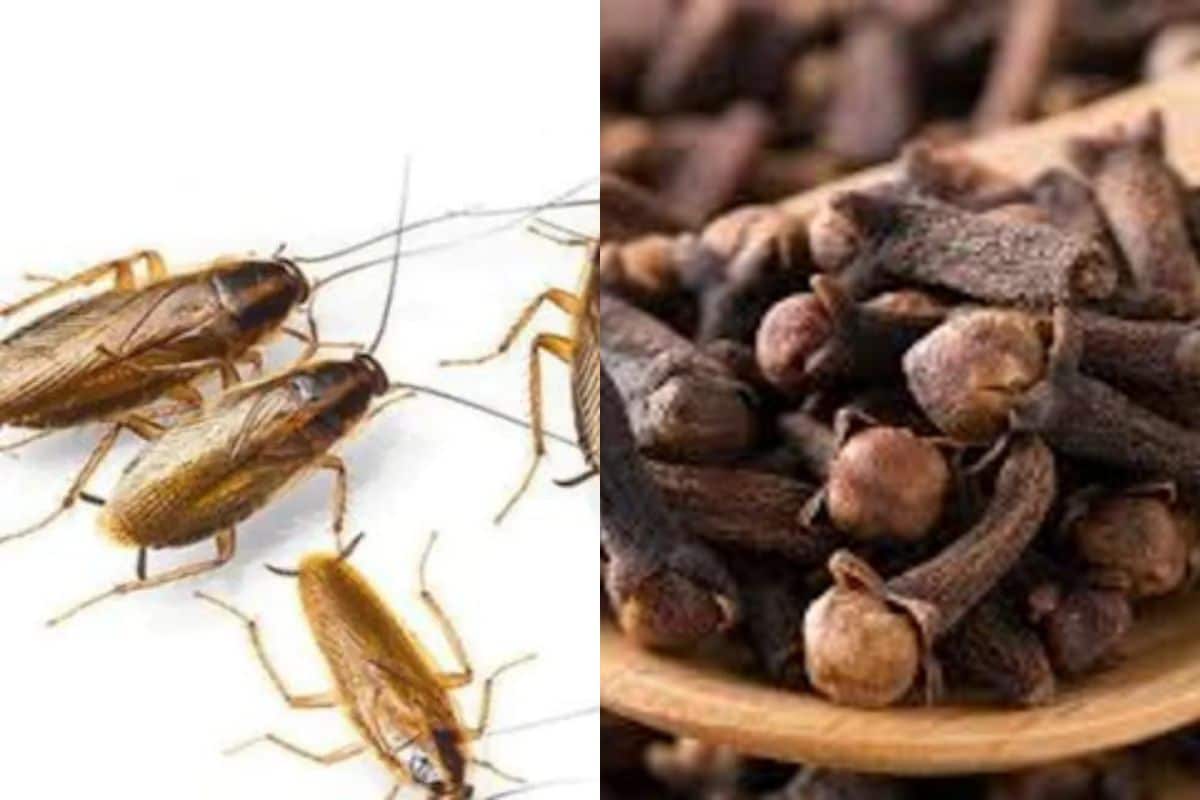 Pest Control Ideas ಜಿರಳೆ ಕಾಟ ಕಡಿಮೆ ಮಾಡ್ಬೇಕು ಅಂದ್ರೆ ಈ ಸೂಪರ್ ಹ್ಯಾಕ್ಸ್