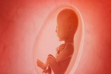 Synthetic Embryo: ವೀರ್ಯ ಮತ್ತು ಅಂಡಾಣುಗಳಿಲ್ಲದೆ ಸೃಷ್ಟಿಸಲಾದ ಮೊದಲ ಸಂಶ್ಲೇಷಿತ ಭ್ರೂಣವಿದು!