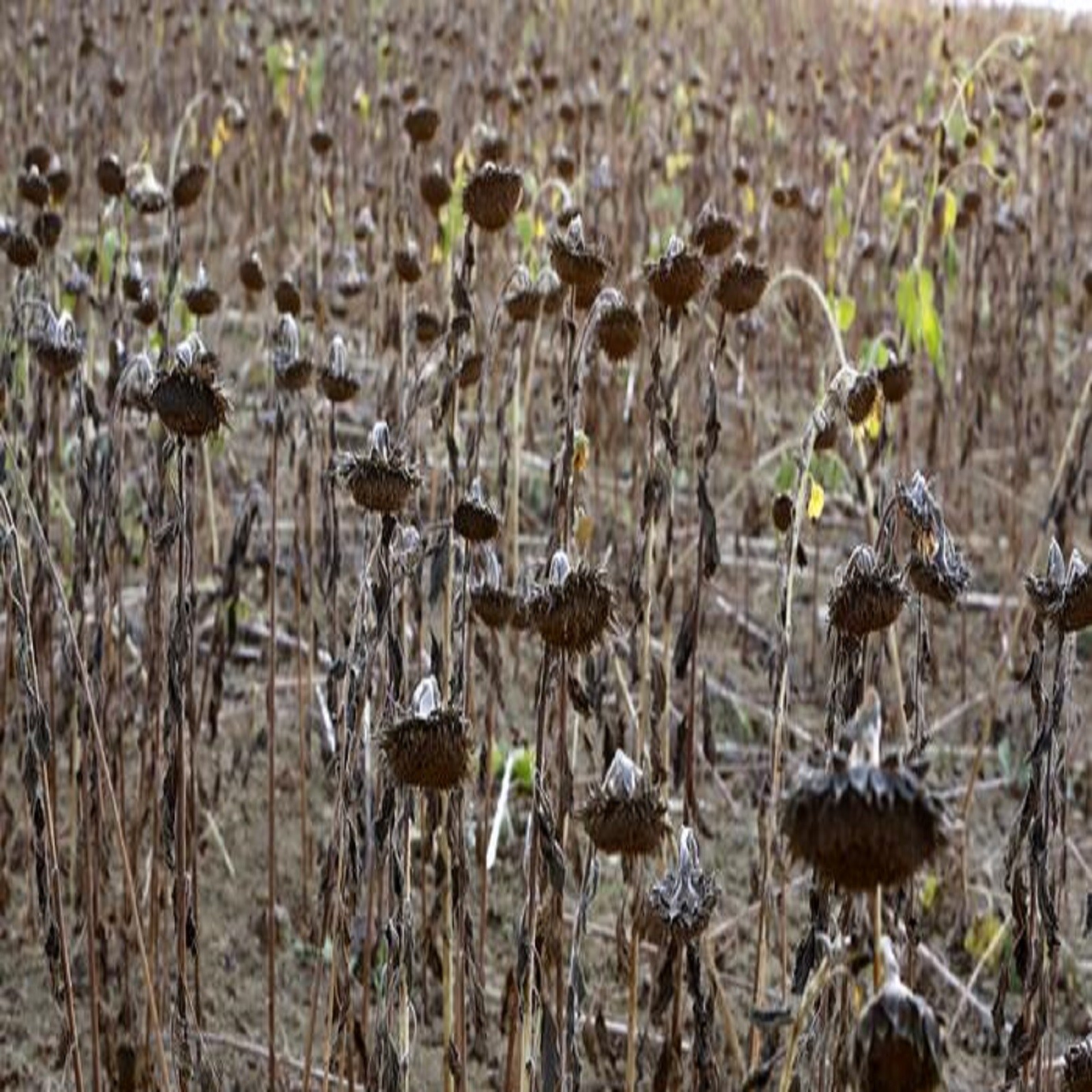 Sucho Europe Drought: ಯುರೋಪ್ ನಲ್ಲಿ ಭೀಕರ ಬರಕ್ಕೆ, ಬಿಸಿಲಿನ ಹೊಡೆತಕ್ಕೆ ಜನ ತತ್ತರ ...