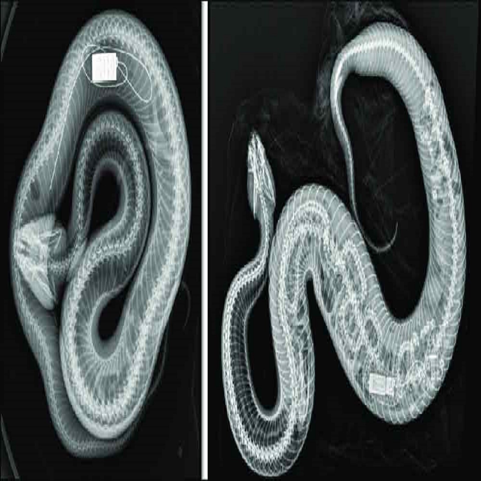 Cottonmouth Snake Eats Burmese Python at Florida Zoo PiPa News