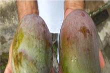Wild Mango: ಕಾಡಲ್ಲಿ ಸಿಗೋ ಮಾವನ್ನೂ ಈಗ ಕೃಷಿ ಮಾಡ್ತಿದ್ದಾರೆ, ಹೊಸ ಪ್ರಯತ್ನವಿದು Wild Mango: ಕಾಡಲ್ಲಿ ಸಿಗೋ ಮಾವನ್ನೂ ಈಗ ಕೃಷಿ ಮಾಡ್ತಿದ್ದಾರೆ, ಹೊಸ ಪ್ರಯತ್ನವಿದು