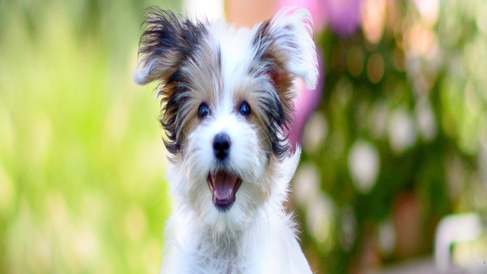The Best Pet Stores Near Me In Bengaluru Pet Store Near Me 