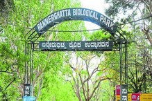 Bannerghatta park: ಬನ್ನೇರುಘಟ್ಟ ಪಾರ್ಕ್ನಲ್ಲಿ ಹೊಸ ಮೈಲಿಗಲ್ಲು, ಒಂದೇ ದಿನ ಅರ್ಧ ಕೋಟಿ ಹಣ ಸಂಗ್ರಹ! Bannerghatta park: ಬನ್ನೇರುಘಟ್ಟ ಪಾರ್ಕ್ನಲ್ಲಿ ಹೊಸ ಮೈಲಿಗಲ್ಲು, ಒಂದೇ ದಿನ ಅರ್ಧ ಕೋಟಿ ಹಣ ಸಂಗ್ರಹ!