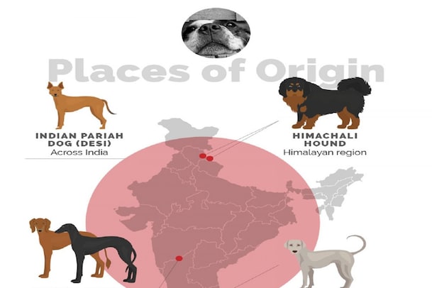 Dogs Of India: ಭಾರತದ ವಿಶೇಷ ನಾಯಿ ತಳಿಗಳಿವು, ಇವುಗಳ ಬಗ್ಗೆ ಕುತೂಹಲಕಾರಿ ಮಾಹಿತಿ ಇಲ್ಲಿದೆ