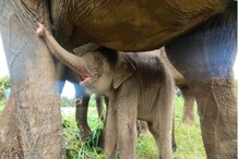 Elephant: ಬನ್ನೇರುಘಟ್ಟ ಜೈವಿಕ ಉದ್ಯಾನವನಕ್ಕೆ ನೂತನ ಅತಿಥಿಯ ಆಗಮನ, ಮತ್ತೊಂದೆಡೆ ಪ್ರವಾಸಿಗರ ಹೀರೋ ನಿಧನ! Elephant: ಬನ್ನೇರುಘಟ್ಟ ಜೈವಿಕ ಉದ್ಯಾನವನಕ್ಕೆ ನೂತನ ಅತಿಥಿಯ ಆಗಮನ, ಮತ್ತೊಂದೆಡೆ ಪ್ರವಾಸಿಗರ ಹೀರೋ ನಿಧನ!