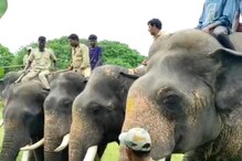 Karnataka Elephants: ಇಡೀ ದೇಶದಲ್ಲೇ ಕರ್ನಾಟಕದ ಆನೆಗಳಿಗೆ ಎಲ್ಲಿಲ್ಲದ ಡಿಮ್ಯಾಂಡ್