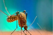 Dengue & Ayurveda: ಈ ಪದಾರ್ಥಗಳನ್ನು ಬಳಸಿದ್ರೆ ಡೆಂಗ್ಯೂ ಹತ್ತಿರಕ್ಕೂ ಬರಲ್ಲ ಅನ್ನುತ್ತೆ ಆಯುರ್ವೇದ